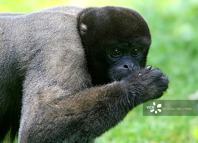 棕色绒毛猴肖像图片素材