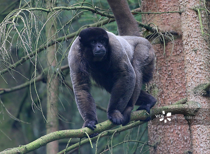 棕色绒毛猴图片素材
