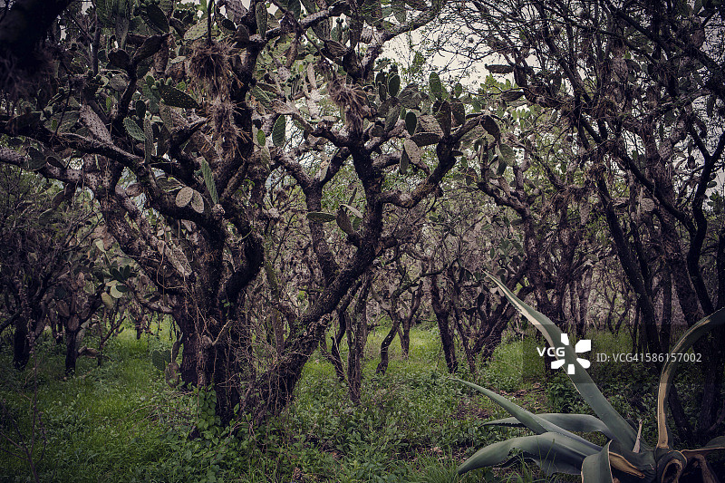 伊达尔戈州的图拉图片素材