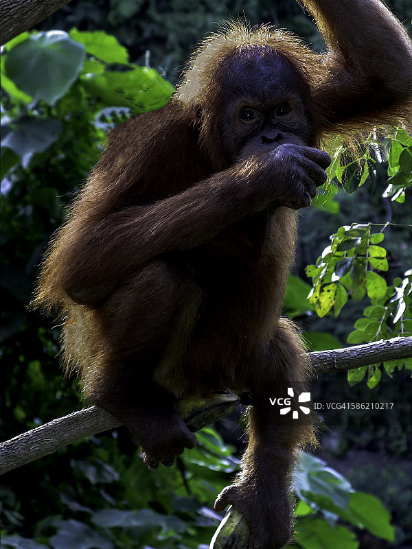 年轻的苏门答腊猩猩图片素材