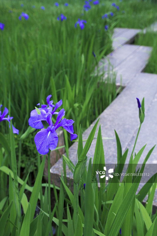 日本鸢尾花图片素材