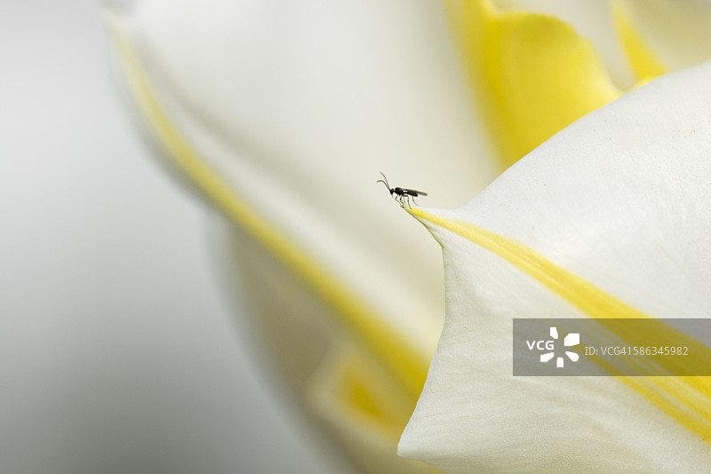 白色郁金香上的漂亮苍蝇图片素材