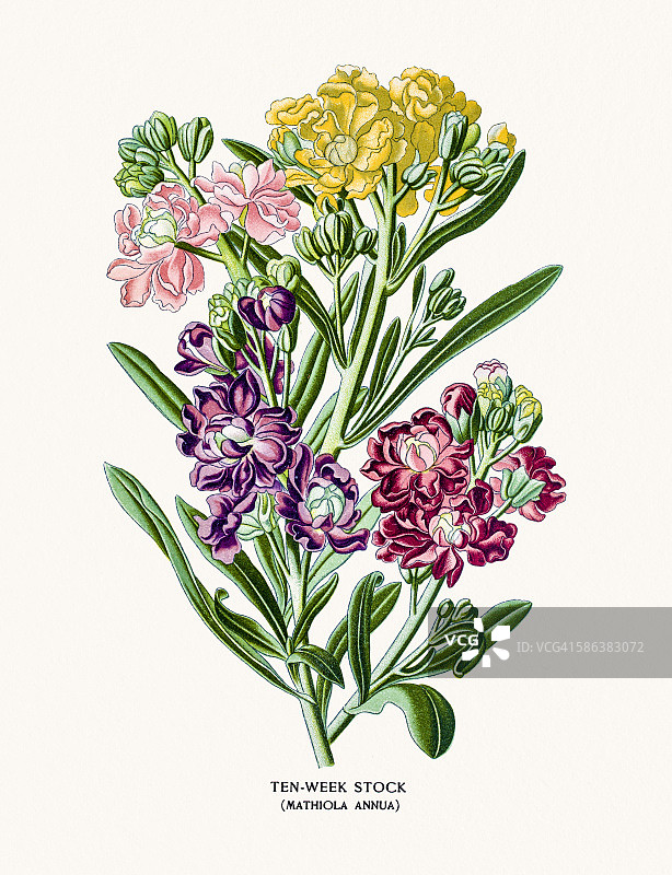 十周开出的紫罗兰图片素材