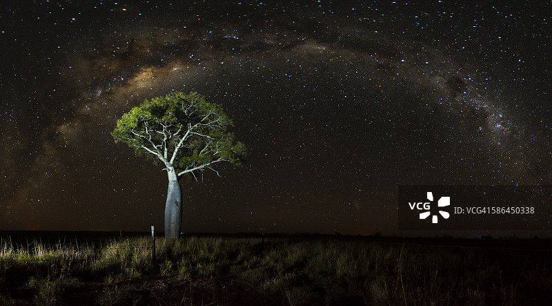 昆士兰猴面包树图片素材
