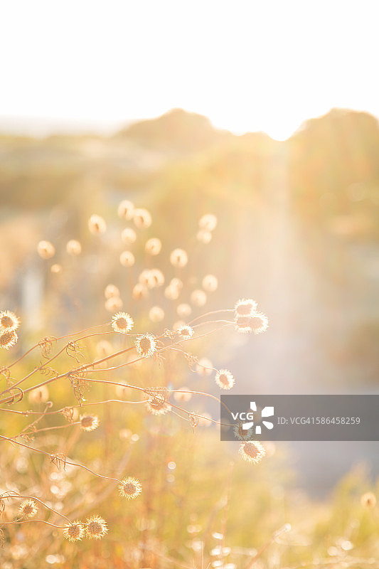 夏日眩晕图片素材