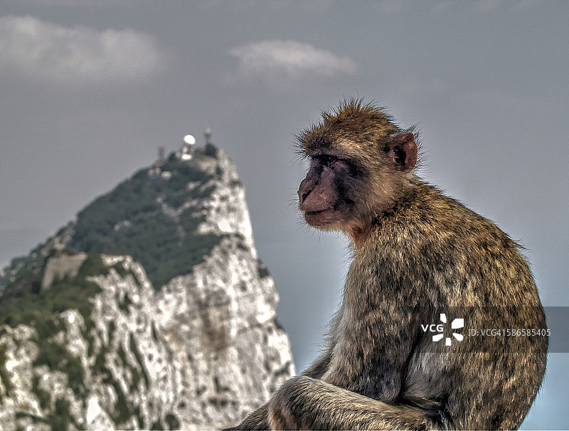 直布罗陀的猕猴图片素材