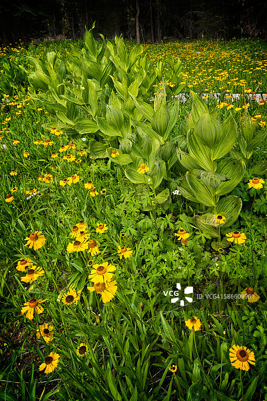 夏季野花和玉米百合图片素材