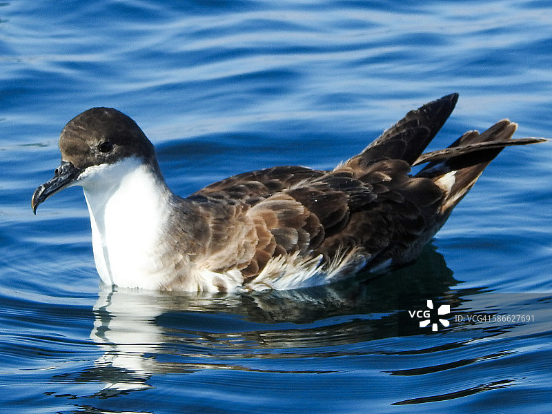 大水薙鸟图片素材