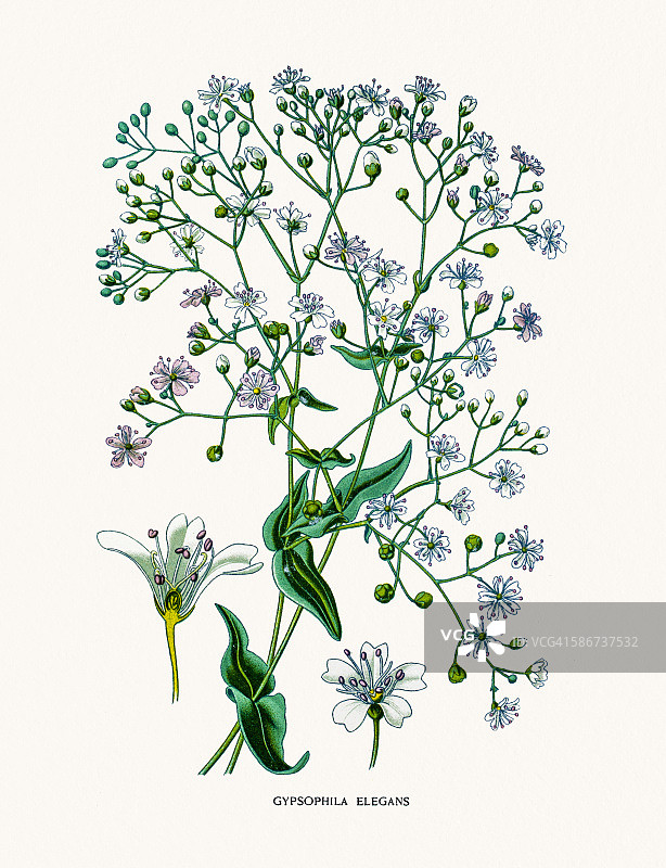 满天星图片素材