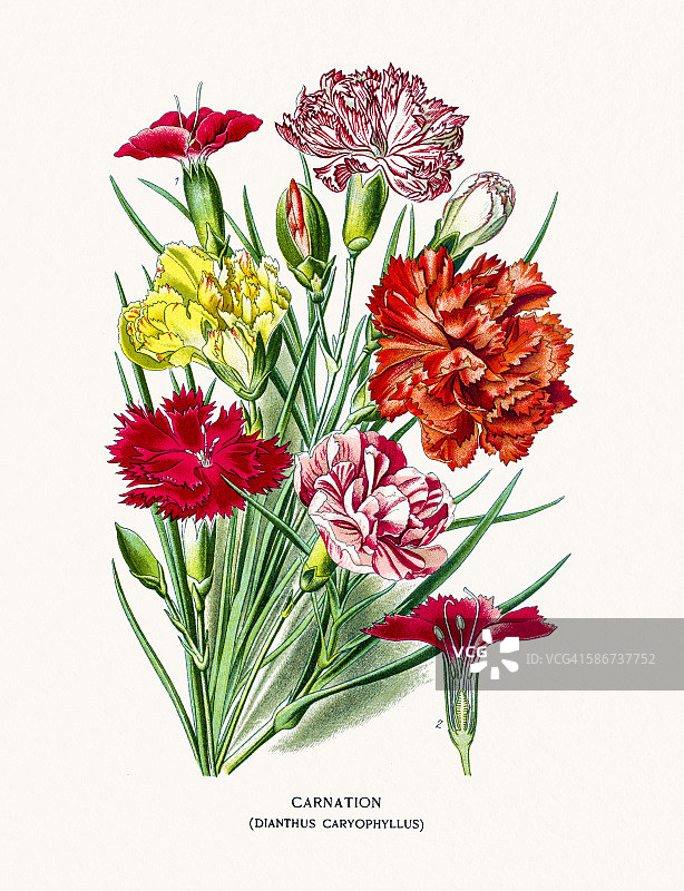 康乃馨花图片素材