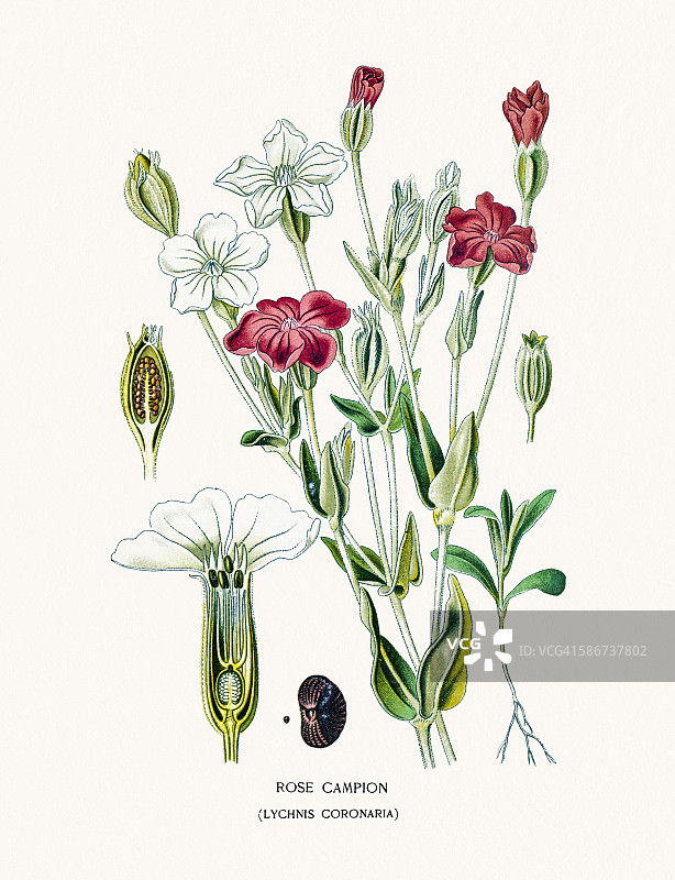 蝇子草花图片素材