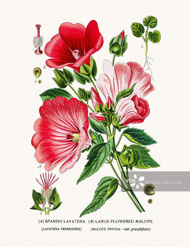 锦葵和蜀葵图片素材