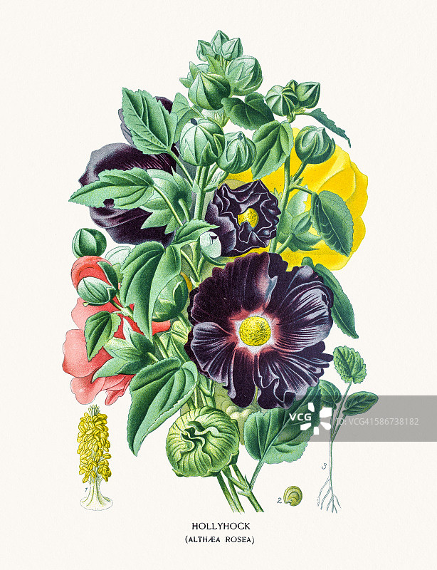 蜀葵花图片素材