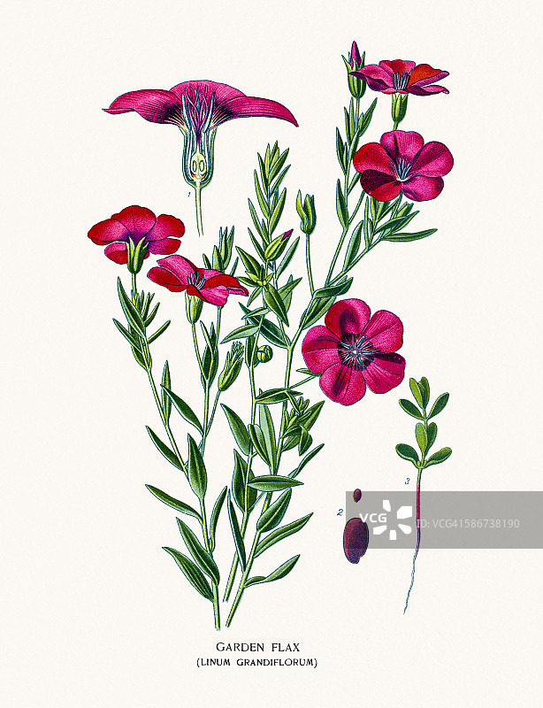 开花的庭院亚麻图片素材