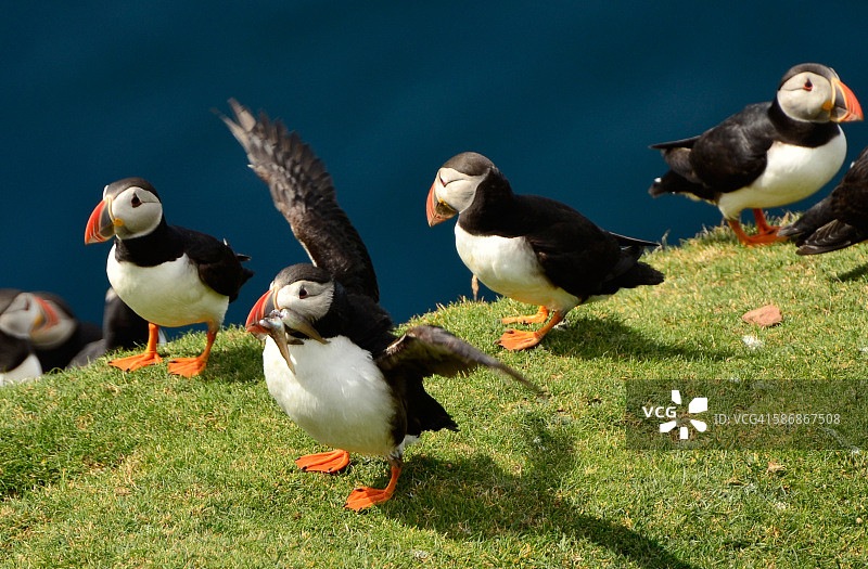 嘴里含着鱼的海鹦图片素材