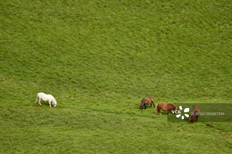 设得兰矮种马图片素材