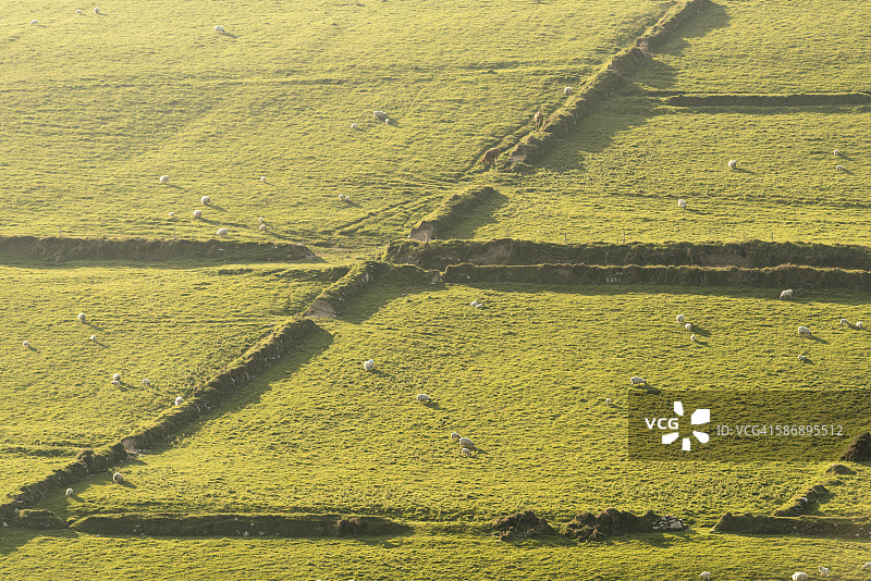 爱尔兰芒斯特省凯里郡波特马吉的绵羊图片素材