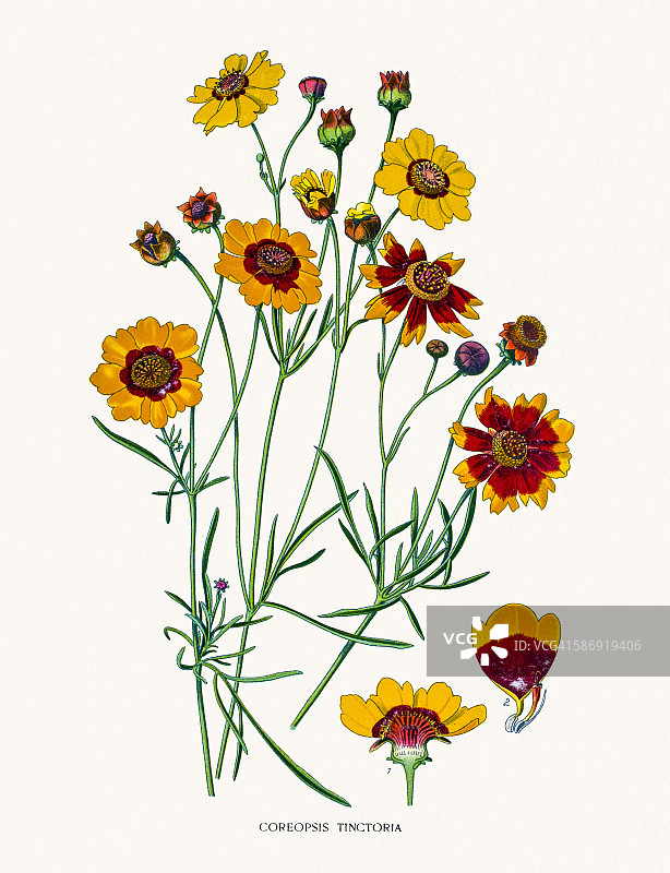 金鸡菊图片素材