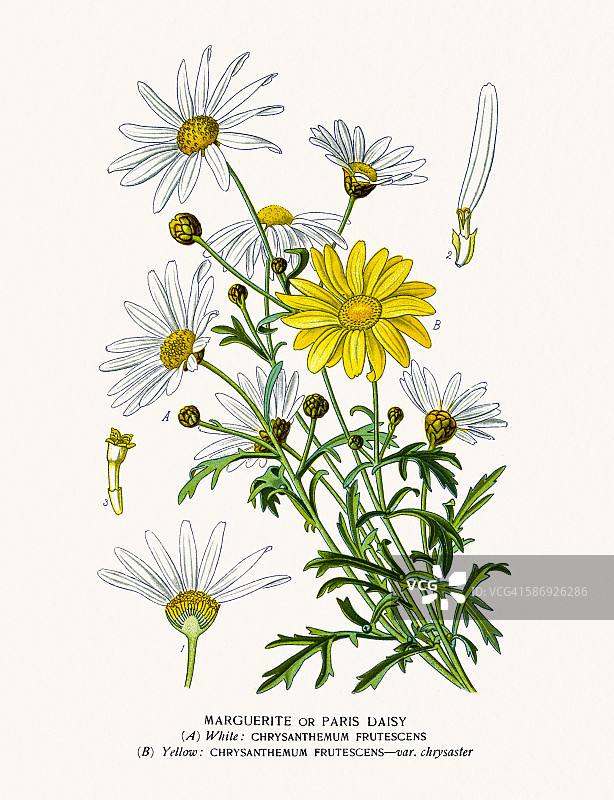 巴黎雏菊图片素材