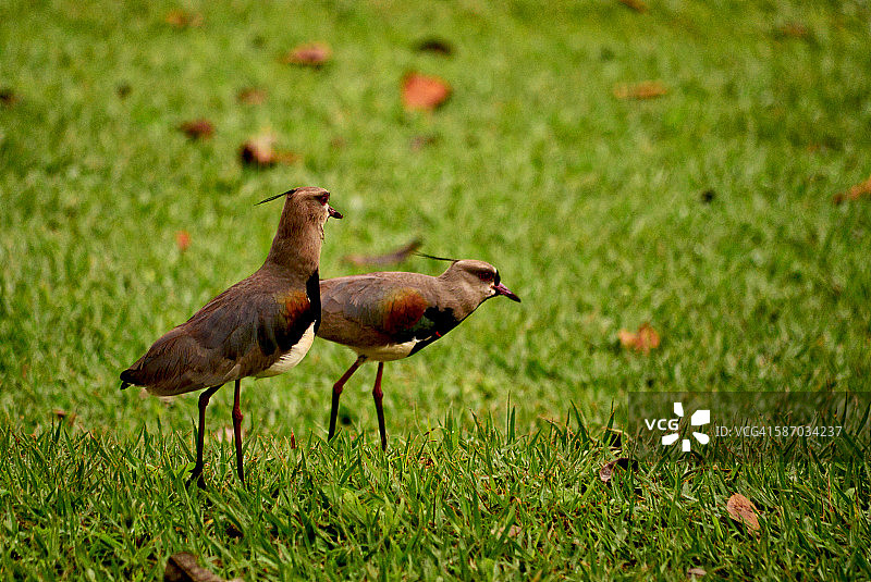 凤头麦鸡图片素材