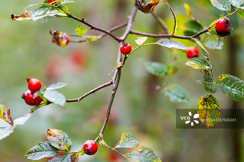 犬蔷薇的蔷薇果（花蕾）图片素材