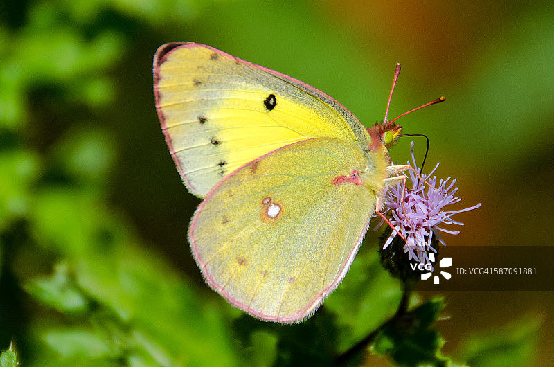 淡色硫磺蝴蝶采蜜图片素材