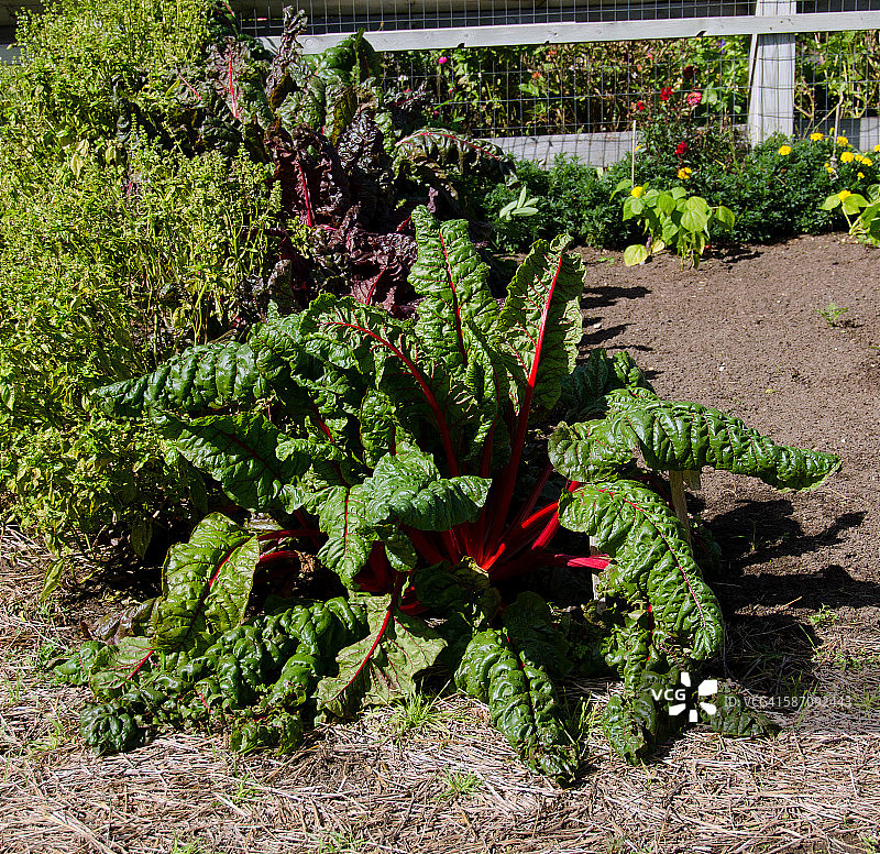 花园里的莙荙菜图片素材