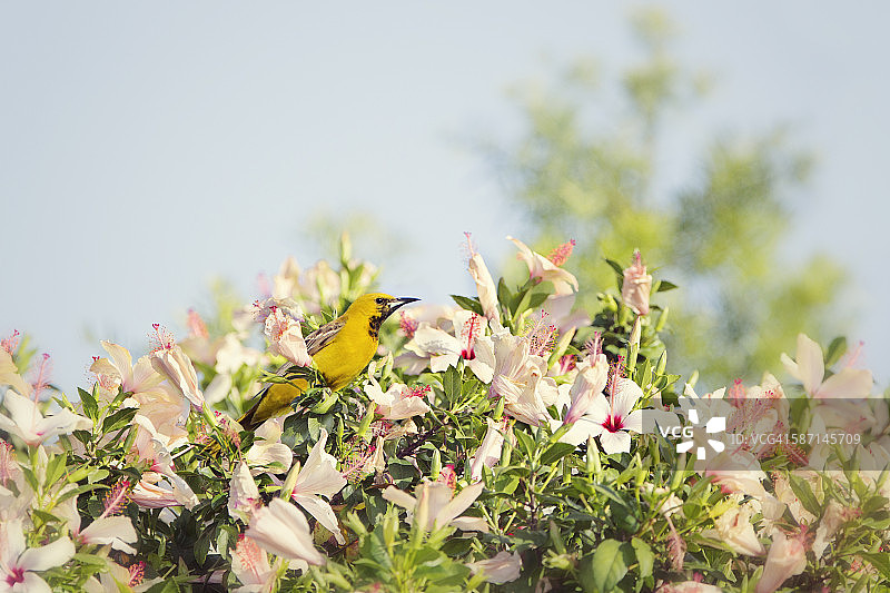 芙蓉花中的布洛克黄鹂图片素材