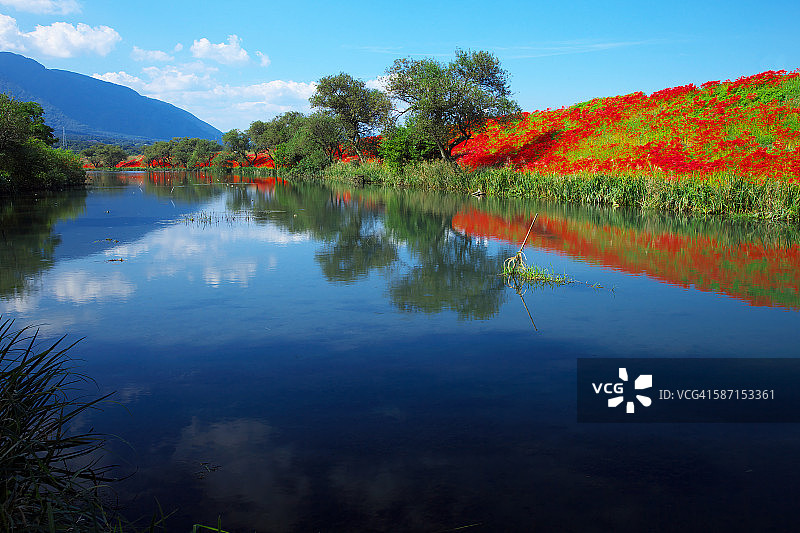 日本岐阜县，图亚河的石蒜花群图片素材