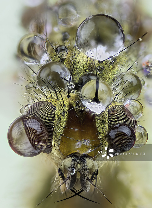 湿漉漉的黄色粪蝇特写图片素材