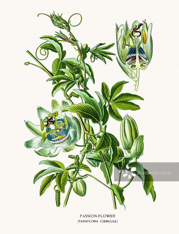 百香果花图片素材