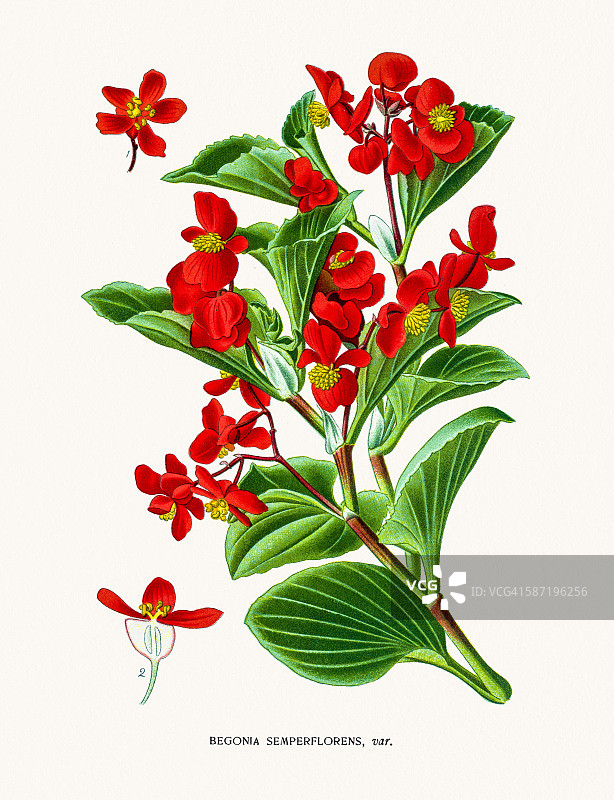 秋海棠花图片素材