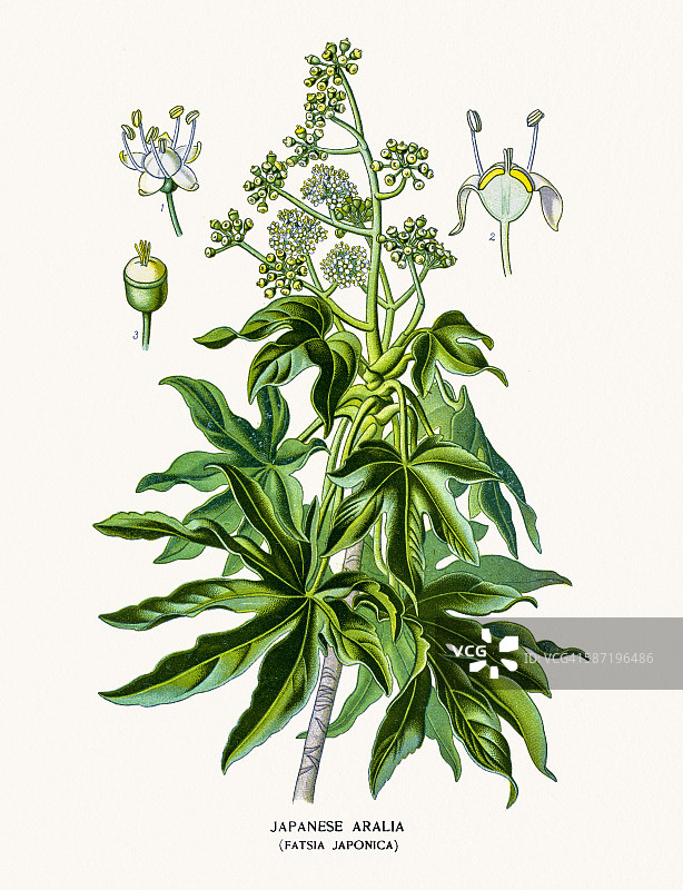 八角金盘图片素材