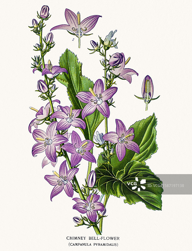 铃兰花图片素材