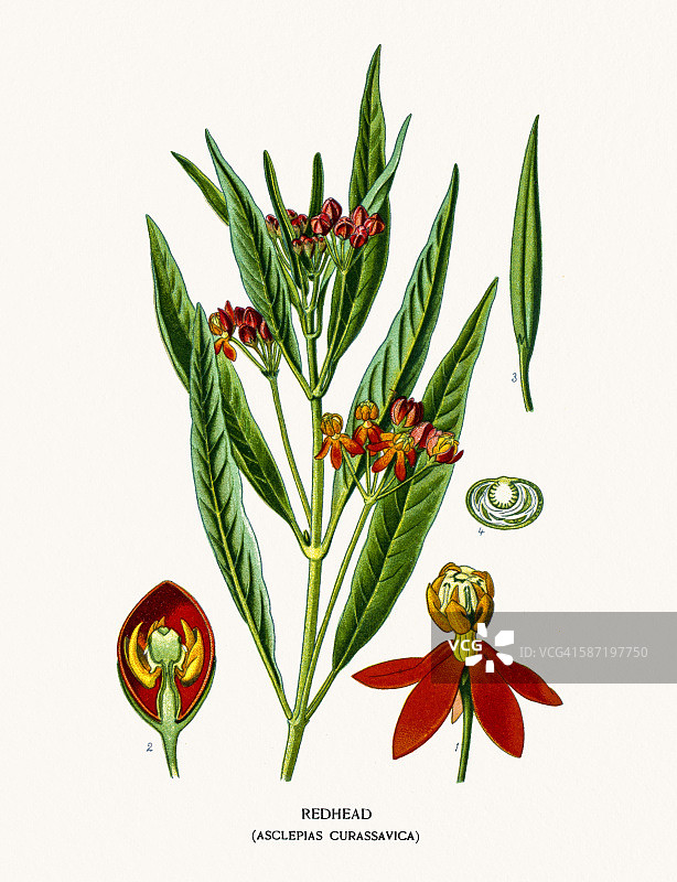 红发马利筋花图片素材