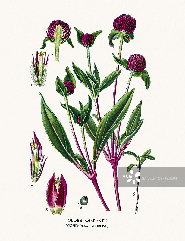 千日红图片素材