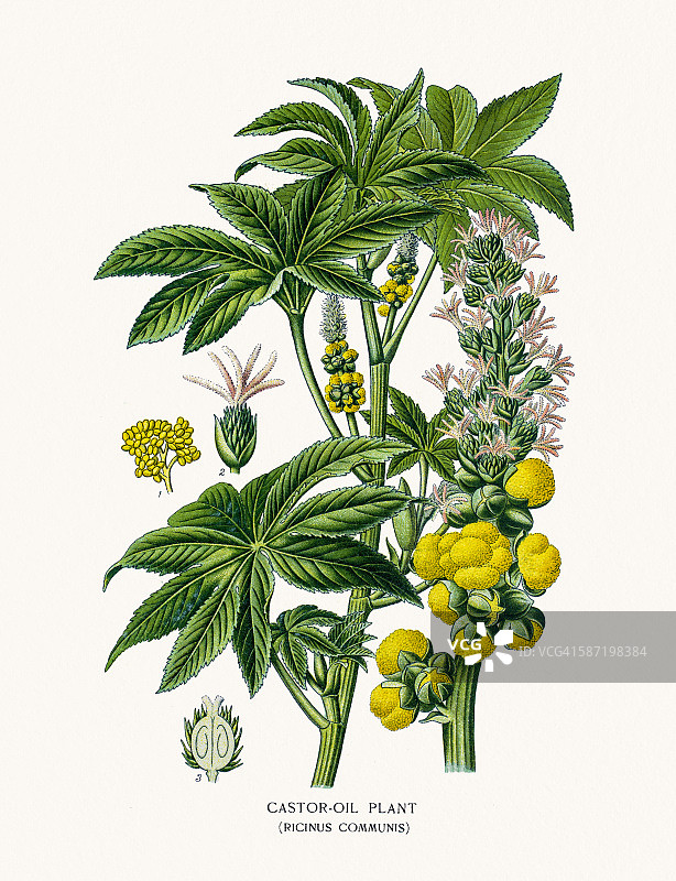 蓖麻：有毒植物图片素材