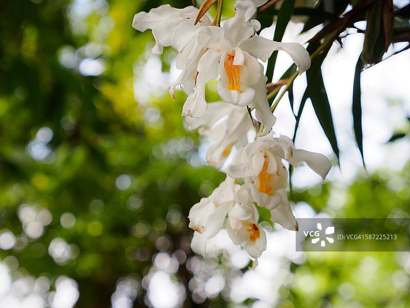 尼泊尔喜马拉雅森林中的白色兰花图片素材