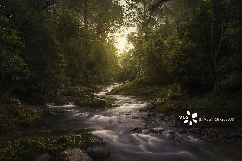 茂密的澳大利亚雨林中美丽的溪流图片素材