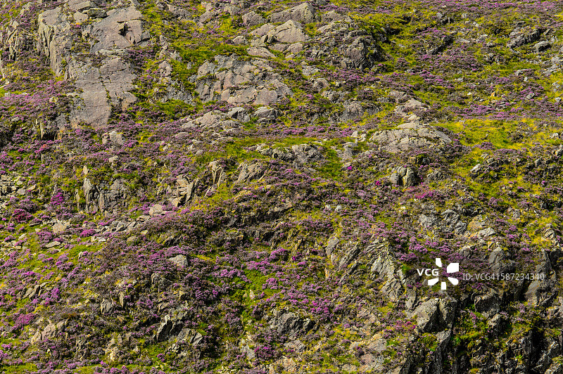 湖区石楠花图片素材