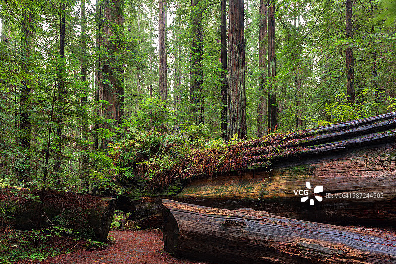 红杉树林，加利福尼亚州图片素材