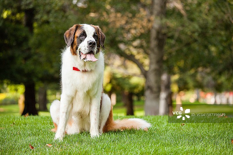 坐在户外的圣伯纳犬图片素材