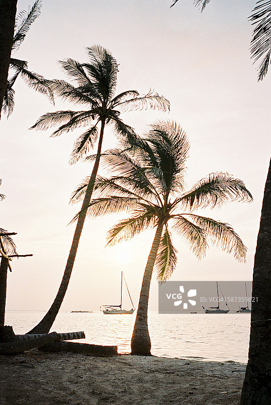 加勒比海棕榈树图片素材