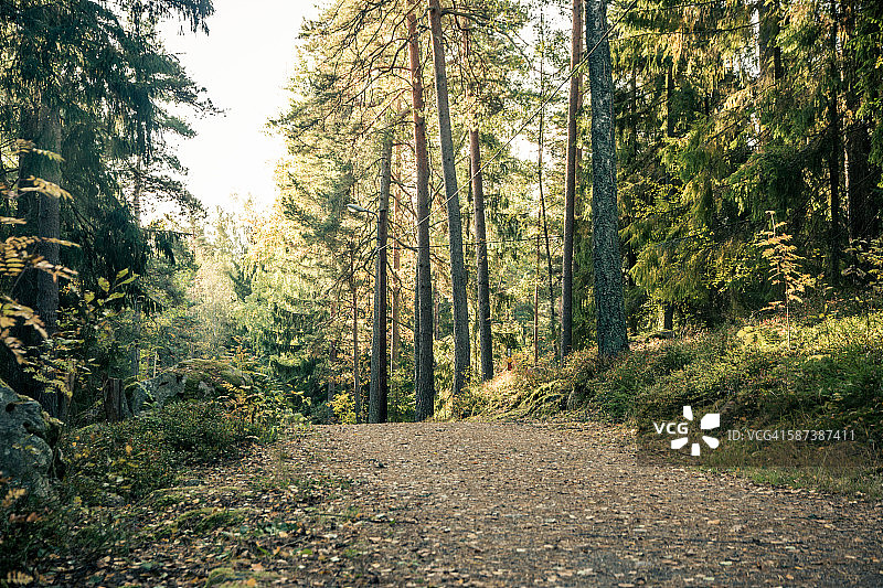 森林小径图片素材