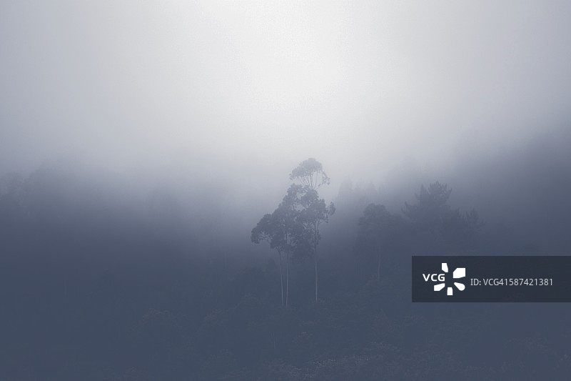 雾中的树图片素材