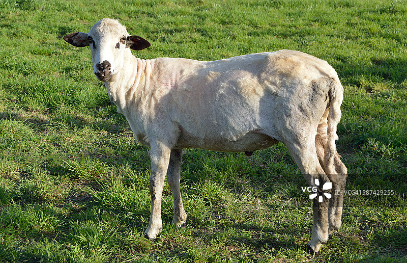 剪毛的绵羊图片素材