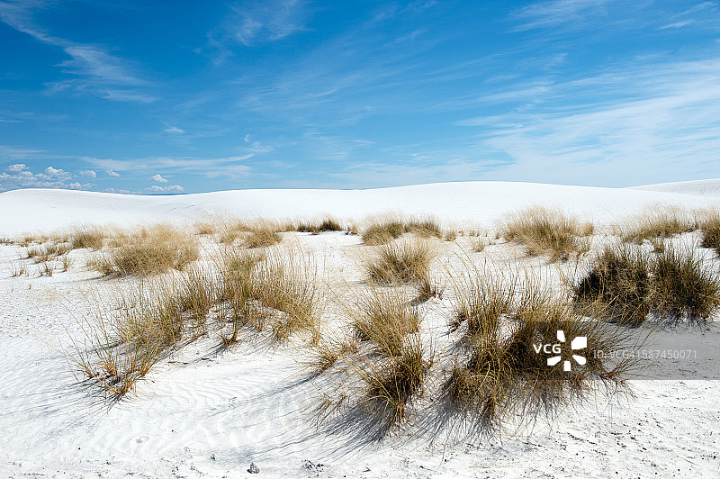 新墨西哥州白沙国家纪念碑的植物图片素材