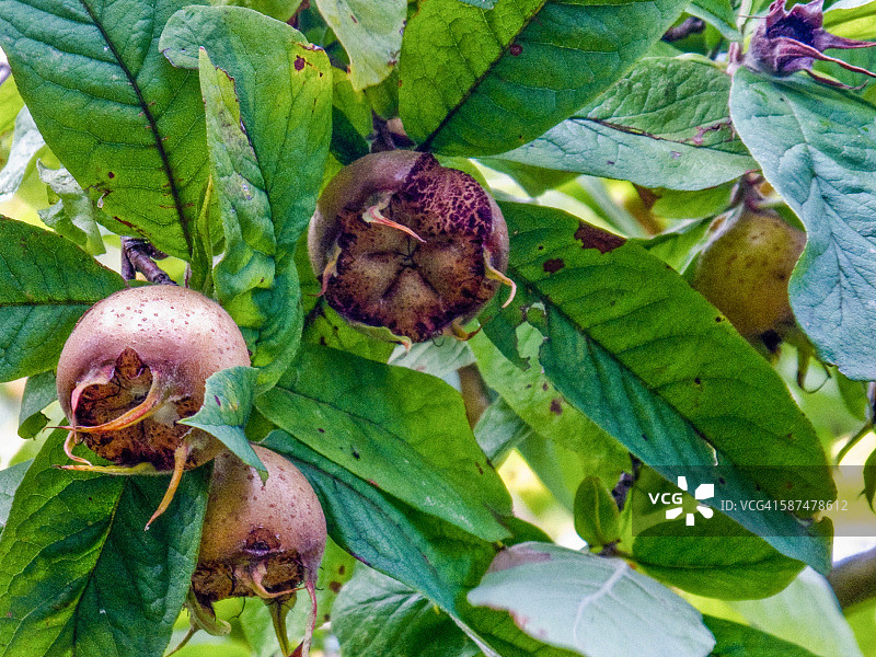 丹麦希勒勒市图片素材