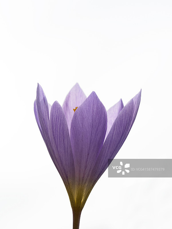 番红花 ‘红宝石巨人’图片素材