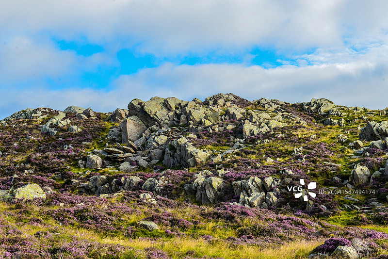 湖区石楠花图片素材